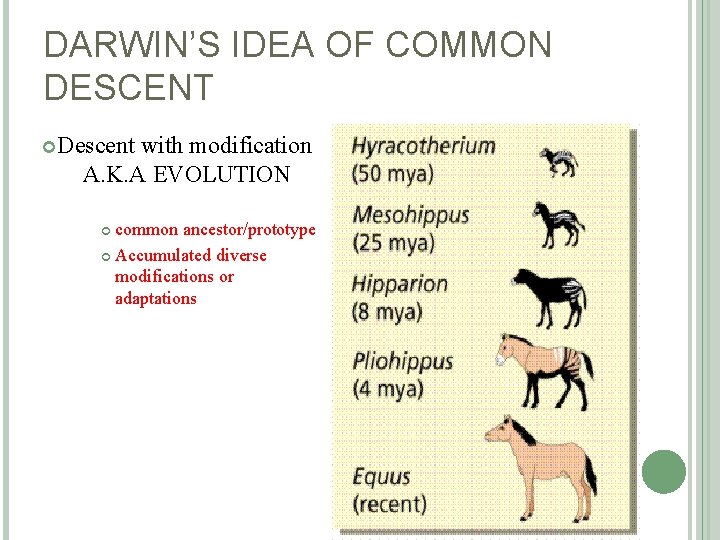 DARWIN’S IDEA OF COMMON DESCENT Descent with modification A. K. A EVOLUTION common ancestor/prototype