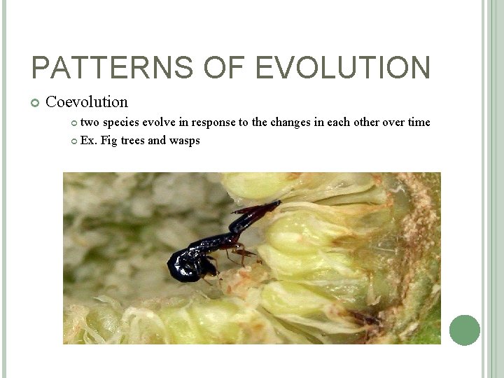 PATTERNS OF EVOLUTION Coevolution two species evolve in response to the changes in each