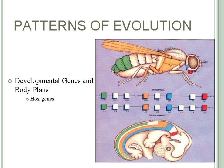 PATTERNS OF EVOLUTION Developmental Genes and Body Plans Hox genes 