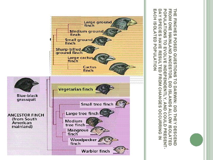 THE FINCHES POSED QUESTIONS TO DARWIN: DID THEY DESCEND FROM ONE MAINLAND ANCESTOR, DID