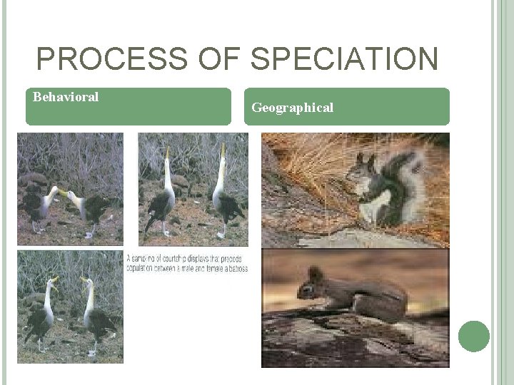 PROCESS OF SPECIATION Behavioral Geographical 