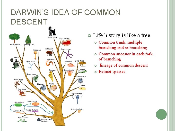 DARWIN’S IDEA OF COMMON DESCENT Life history is like a tree Common trunk: multiple