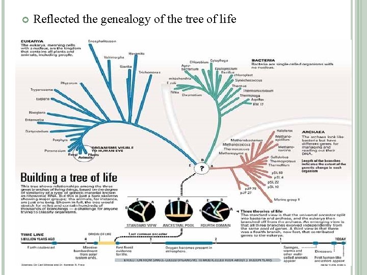  Reflected the genealogy of the tree of life 