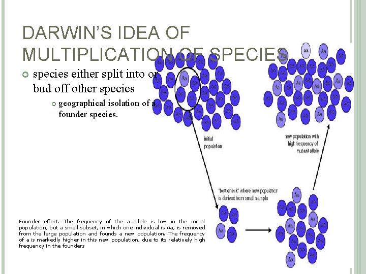 DARWIN’S IDEA OF MULTIPLICATION OF SPECIES species either split into or bud off other