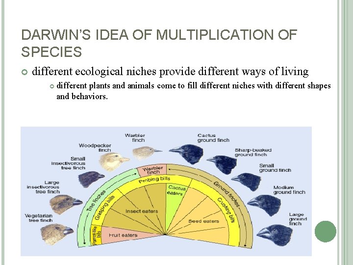DARWIN’S IDEA OF MULTIPLICATION OF SPECIES different ecological niches provide different ways of living
