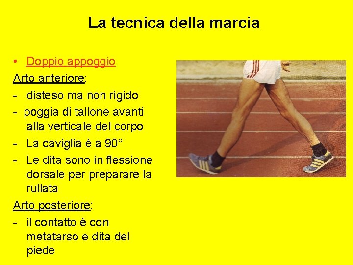 La tecnica della marcia • Doppio appoggio Arto anteriore: - disteso ma non rigido
