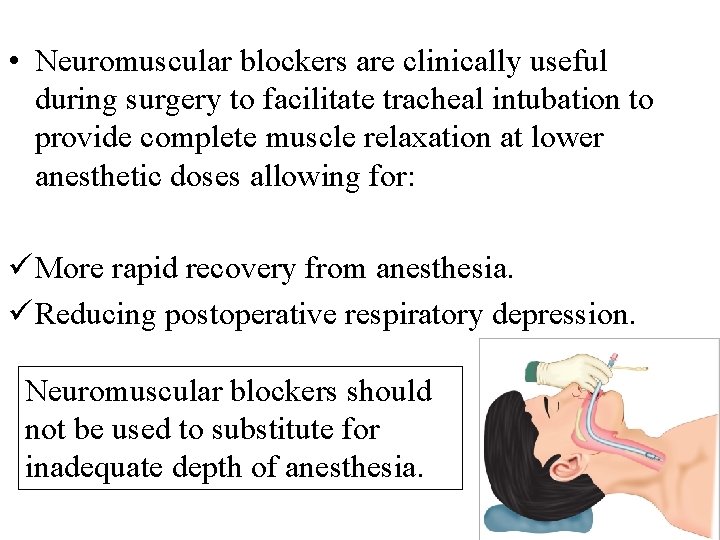  • Neuromuscular blockers are clinically useful during surgery to facilitate tracheal intubation to