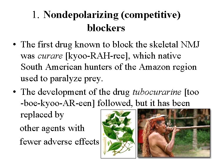 1. Nondepolarizing (competitive) blockers • The first drug known to block the skeletal NMJ