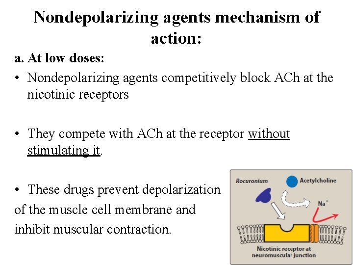 Nondepolarizing agents mechanism of action: a. At low doses: • Nondepolarizing agents competitively block