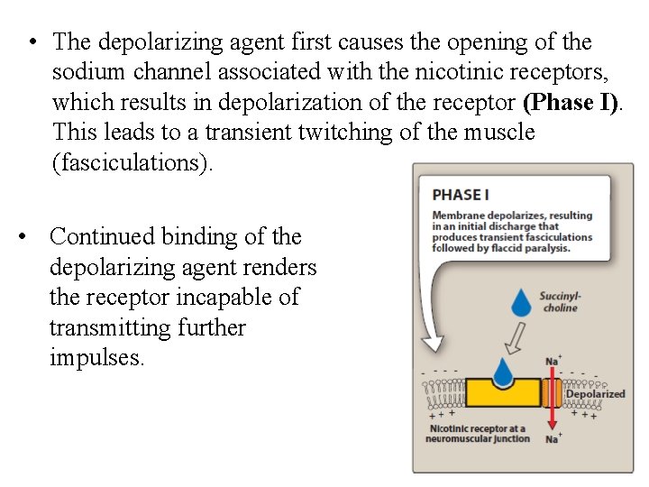  • The depolarizing agent first causes the opening of the sodium channel associated