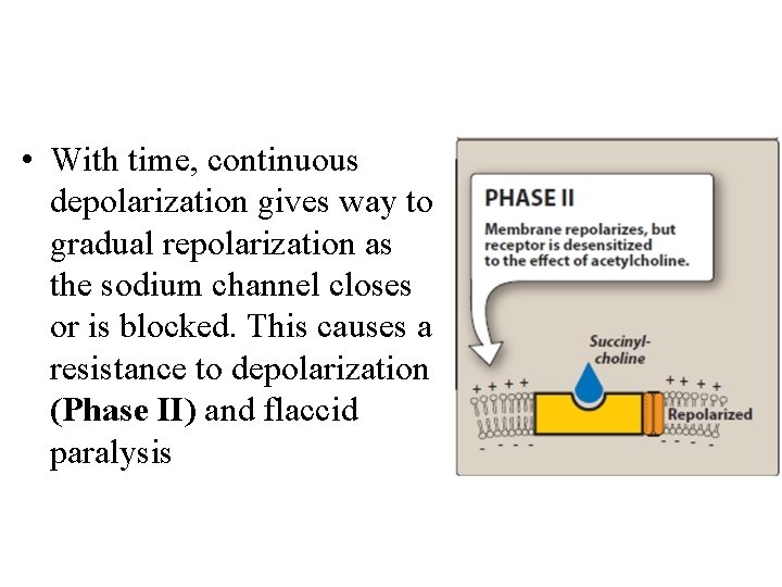  • With time, continuous depolarization gives way to gradual repolarization as the sodium