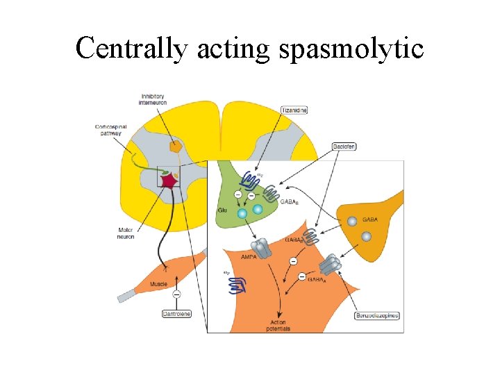 Centrally acting spasmolytic 