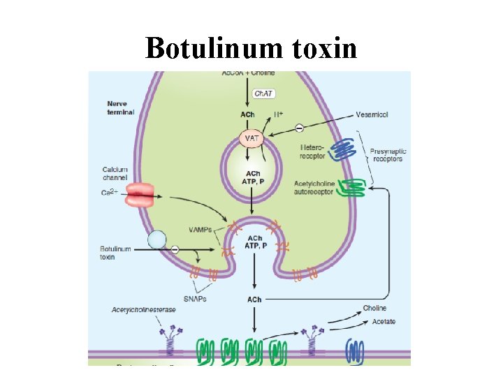 Botulinum toxin 