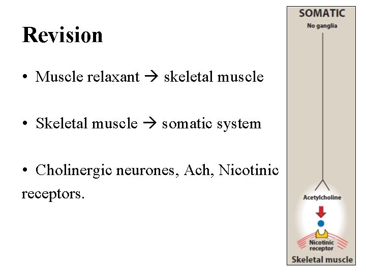 Revision • Muscle relaxant skeletal muscle • Skeletal muscle somatic system • Cholinergic neurones,