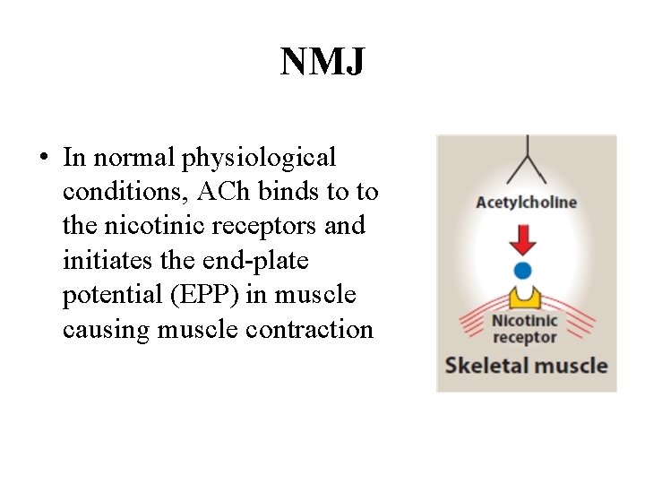 NMJ • In normal physiological conditions, ACh binds to to the nicotinic receptors and