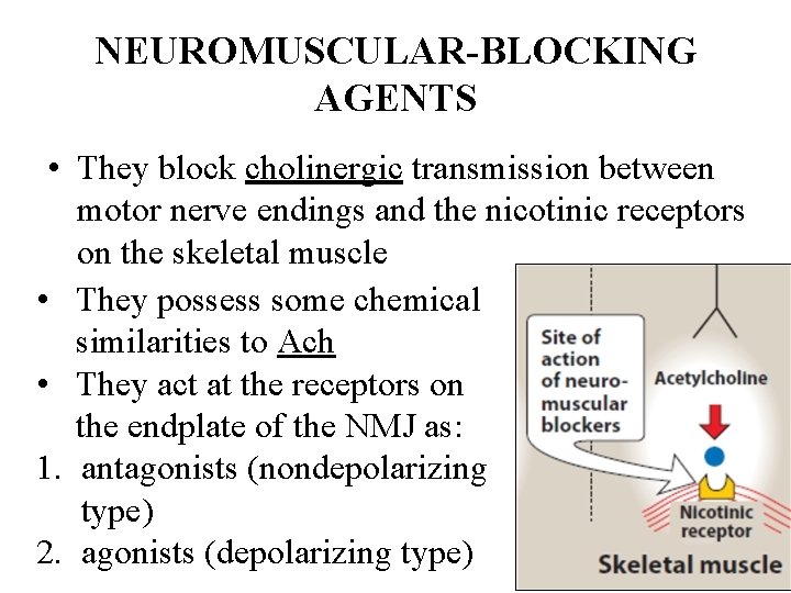 NEUROMUSCULAR-BLOCKING AGENTS • They block cholinergic transmission between motor nerve endings and the nicotinic