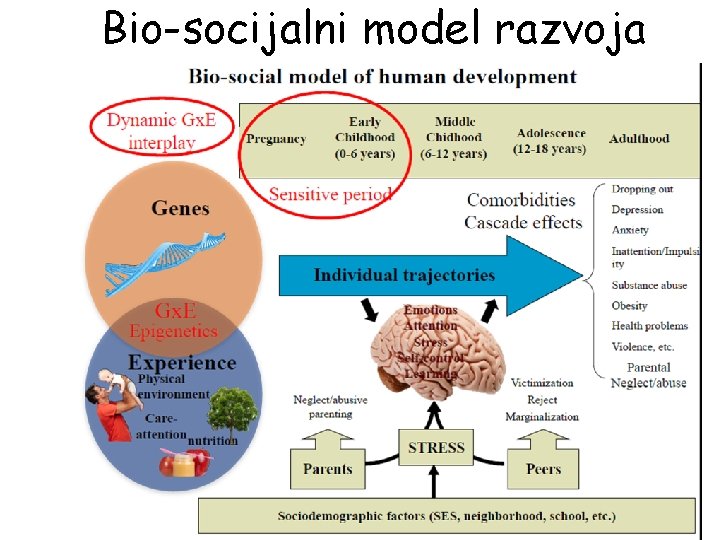 Bio-socijalni model razvoja 13 