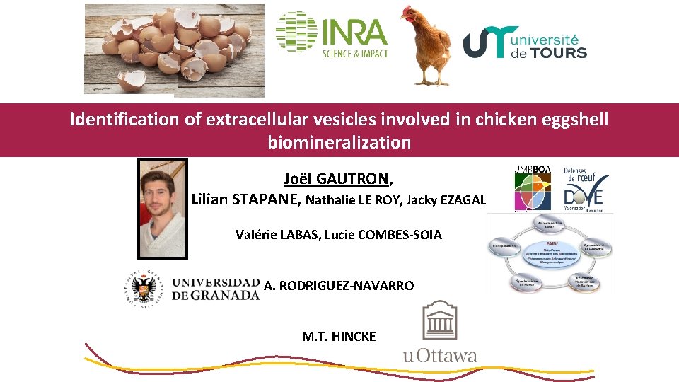 Identification of extracellular vesicles involved in chicken eggshell biomineralization Joël GAUTRON, Lilian STAPANE, Nathalie