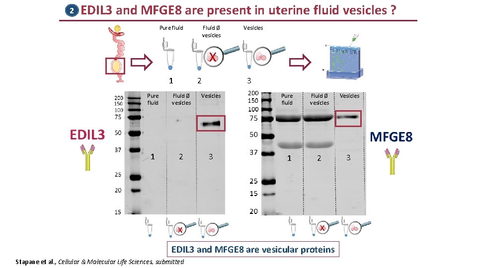 2 EDIL 3 and MFGE 8 are present in uterine fluid vesicles ? Pure 2 EDIL 3 and MFGE 8 are present in uterine fluid vesicles ? Pure