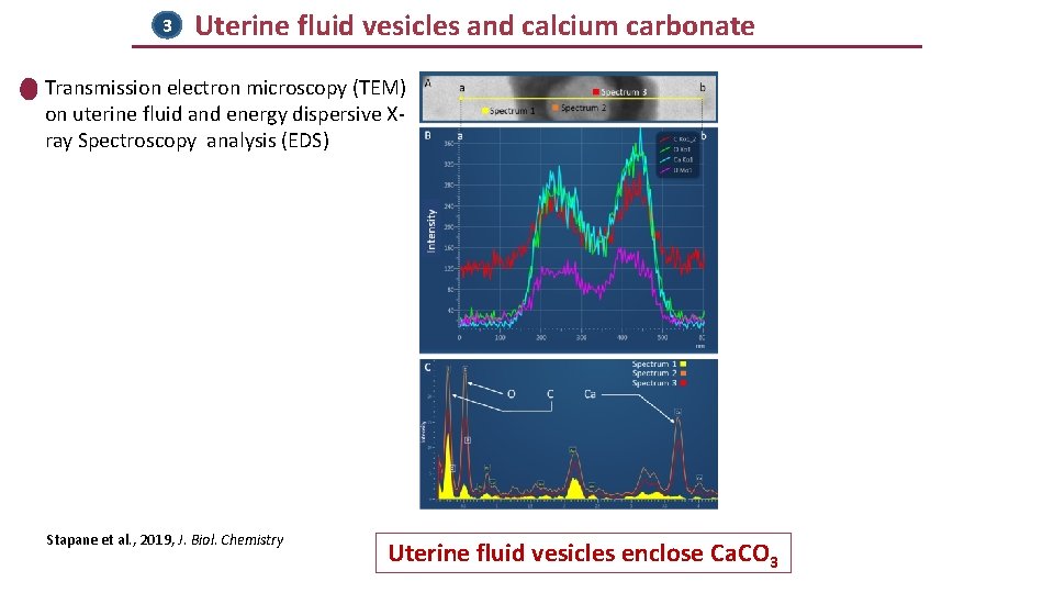 3 Uterine fluid vesicles and calcium carbonate Transmission electron microscopy (TEM) on uterine fluid