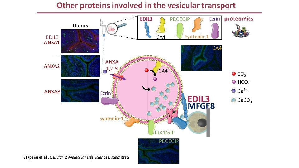 Other proteins involved in the vesicular transport PDCD 6 IP Uterus EDIL 3 ANXA