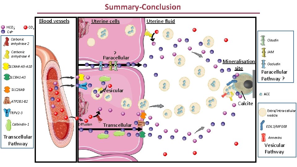 Summary-Conclusion Blood vessels HCO 3 Ca 2+ Uterine cells Uterine fluid CO 2 Carbonic