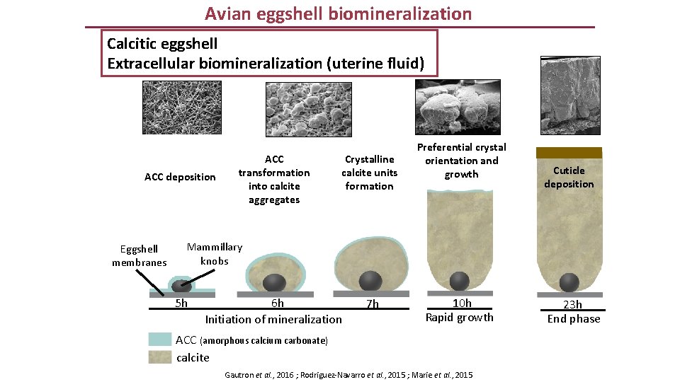 Avian eggshell biomineralization Calcitic eggshell Extracellular biomineralization (uterine fluid) ACC deposition Eggshell membranes ACC