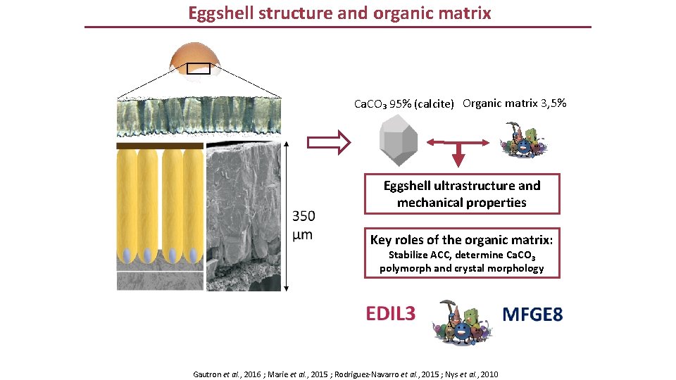 Eggshell structure and organic matrix Ca. CO₃ 95% (calcite) Organic matrix 3, 5% Eggshell