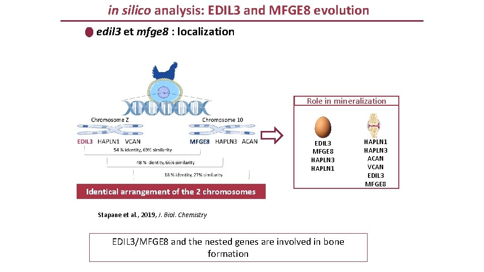 in silico analysis: EDIL 3 and MFGE 8 evolution edil 3 et mfge 8