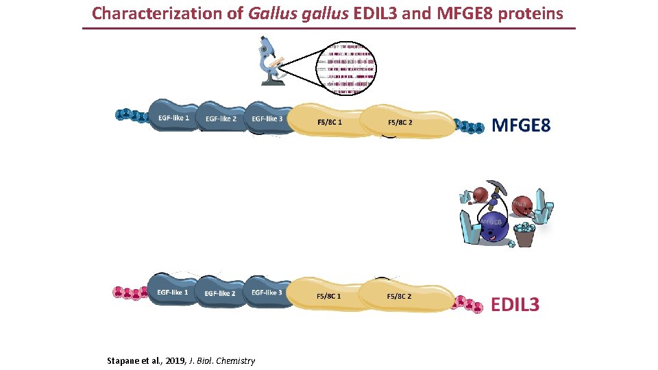 Characterization of Gallus gallus EDIL 3 and MFGE 8 proteins Stapane et al. , Characterization of Gallus gallus EDIL 3 and MFGE 8 proteins Stapane et al. ,