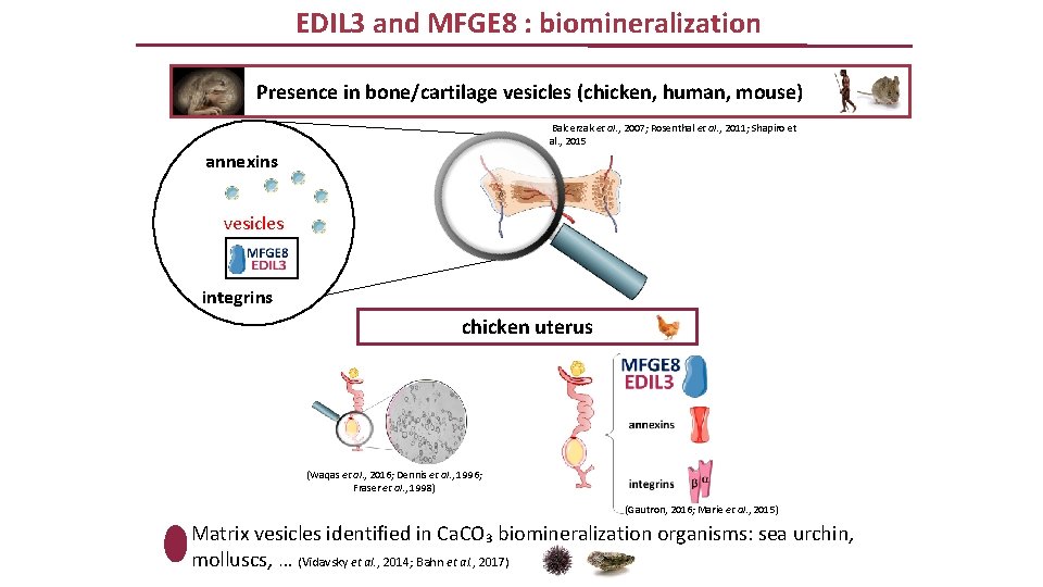 EDIL 3 and MFGE 8 : biomineralization Presence in bone/cartilage vesicles (chicken, human, mouse)