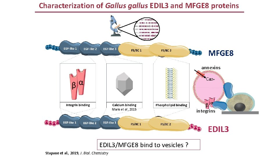 Characterization of Gallus gallus EDIL 3 and MFGE 8 proteins annexins Ca 2+ Marie Characterization of Gallus gallus EDIL 3 and MFGE 8 proteins annexins Ca 2+ Marie