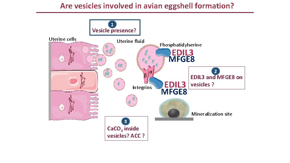 Are vesicles involved in avian eggshell formation? 1 Vesicle presence? Uterine cells Uterine fluid