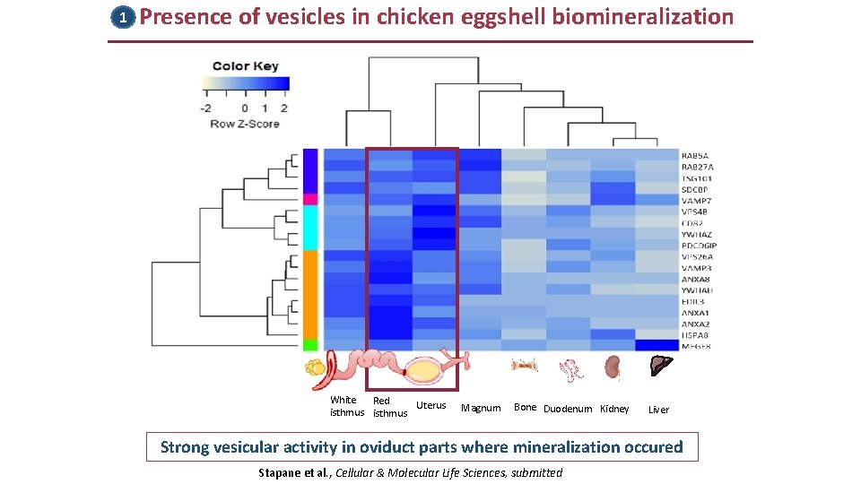 1 Presence of vesicles in chicken eggshell biomineralization White Red Uterus isthmus Magnum Bone