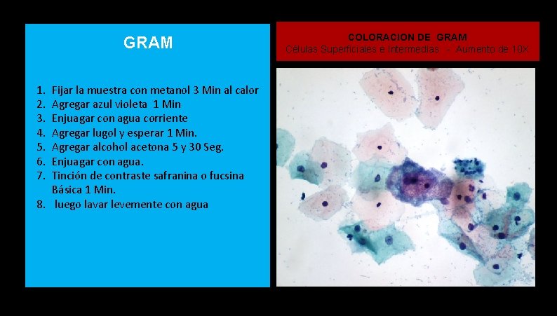 GRAM 1. 2. 3. 4. 5. 6. 7. Fijar la muestra con metanol 3