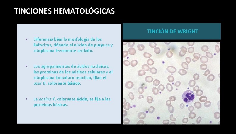 TINCIONES HEMATOLÓGICAS TINCIÓN DE WRIGHT § Diferencia bien la morfología de los linfocitos, tiñendo