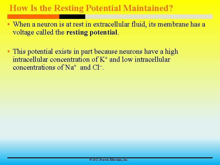 How Is the Resting Potential Maintained? • When a neuron is at rest in