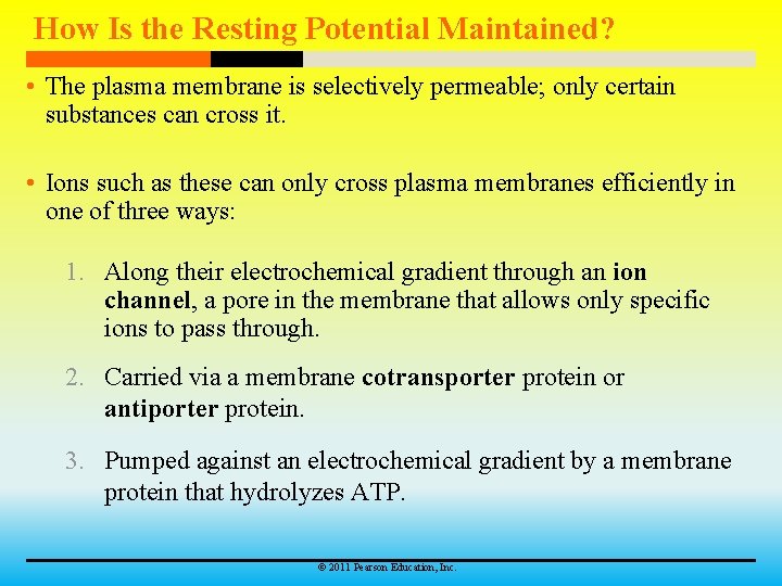 How Is the Resting Potential Maintained? • The plasma membrane is selectively permeable; only