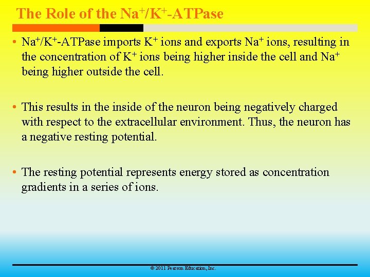 The Role of the Na+/K+-ATPase • Na+/K+-ATPase imports K+ ions and exports Na+ ions,