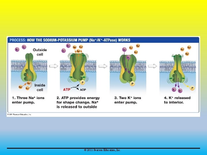 © 2011 Pearson Education, Inc. 