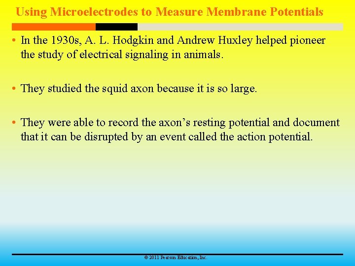 Using Microelectrodes to Measure Membrane Potentials • In the 1930 s, A. L. Hodgkin