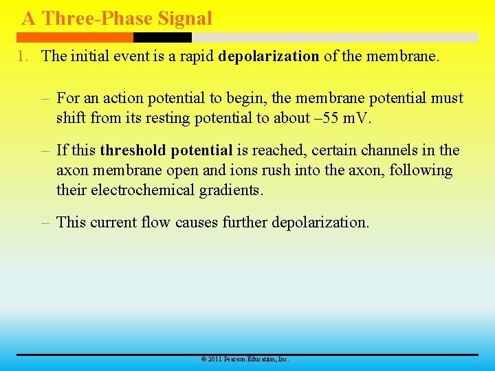 A Three-Phase Signal 1. The initial event is a rapid depolarization of the membrane.