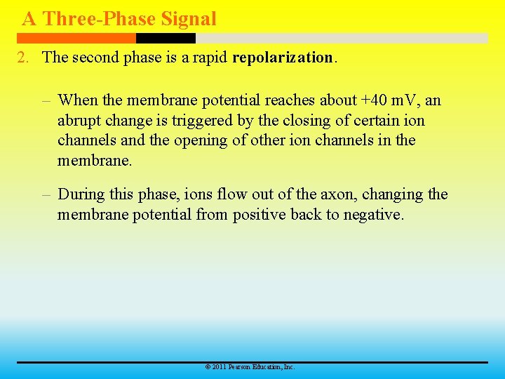 A Three-Phase Signal 2. The second phase is a rapid repolarization. – When the