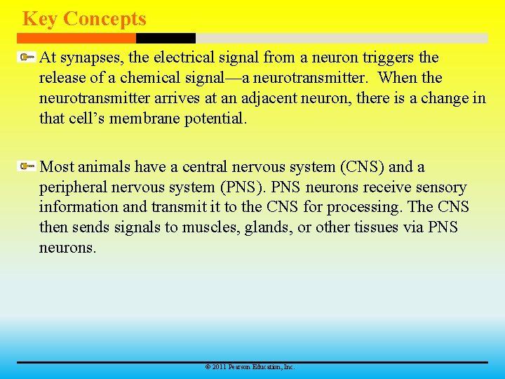 Key Concepts At synapses, the electrical signal from a neuron triggers the release of