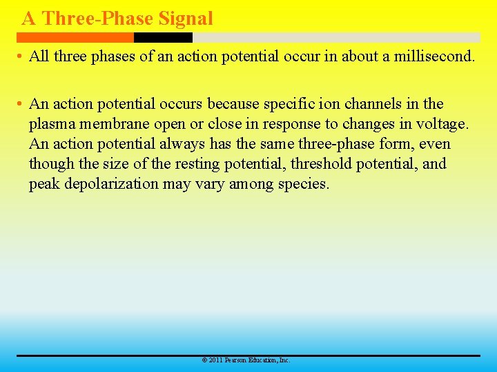 A Three-Phase Signal • All three phases of an action potential occur in about