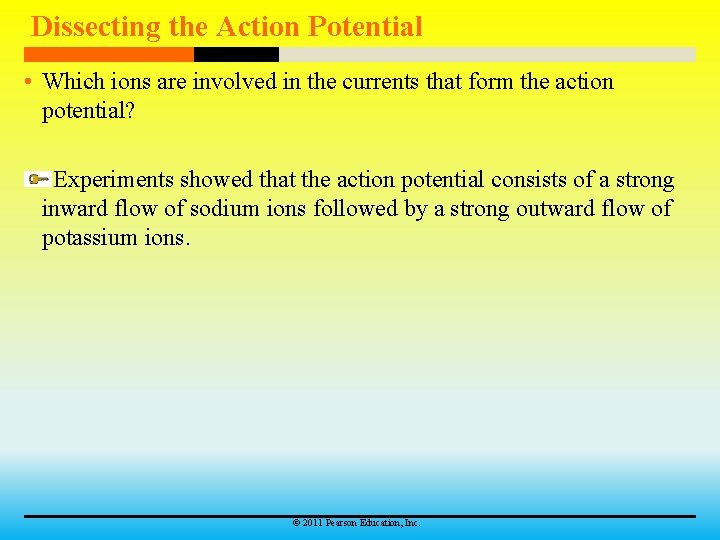 Dissecting the Action Potential • Which ions are involved in the currents that form