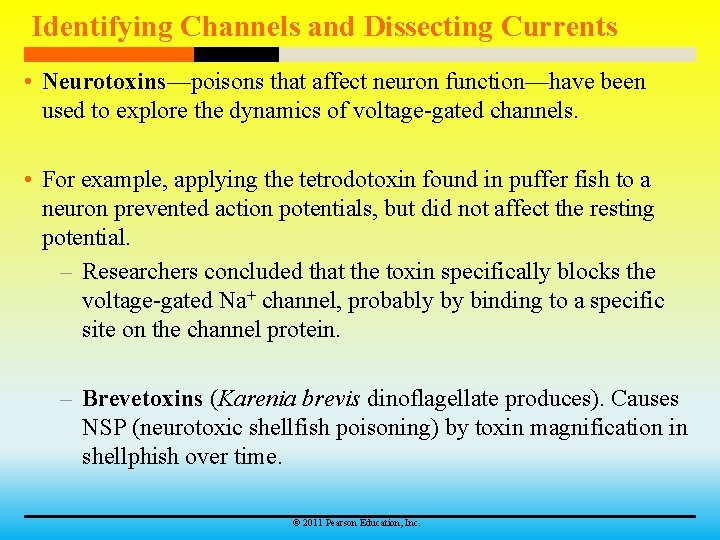 Identifying Channels and Dissecting Currents • Neurotoxins—poisons that affect neuron function—have been used to