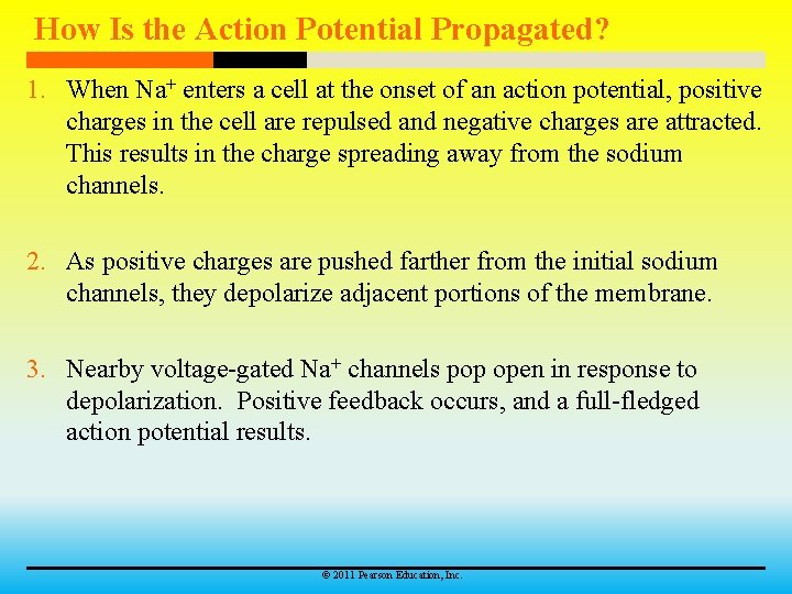 How Is the Action Potential Propagated? 1. When Na+ enters a cell at the