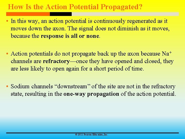 How Is the Action Potential Propagated? • In this way, an action potential is