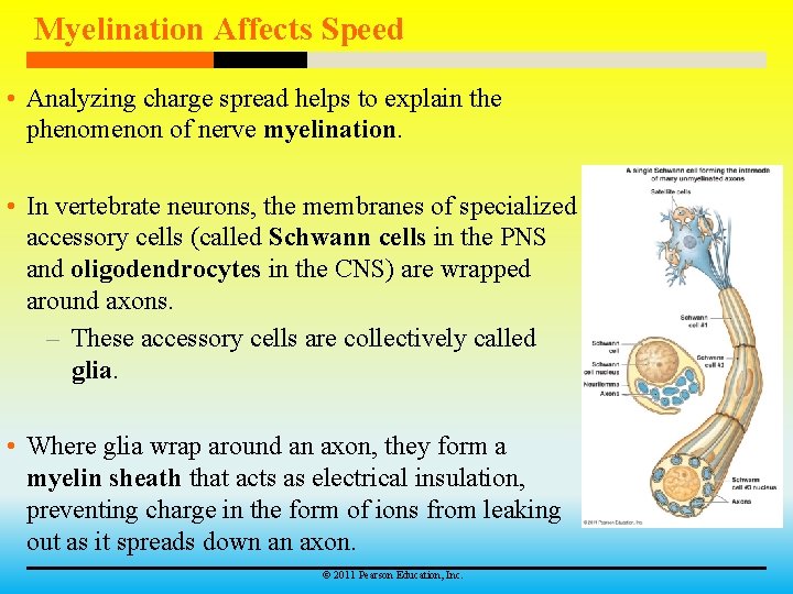 Myelination Affects Speed • Analyzing charge spread helps to explain the phenomenon of nerve